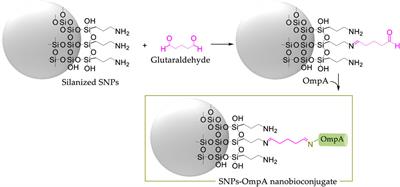 Unlocking cellular barriers: silica nanoparticles and fullerenol conjugated cell-penetrating agents for enhanced intracellular drug delivery